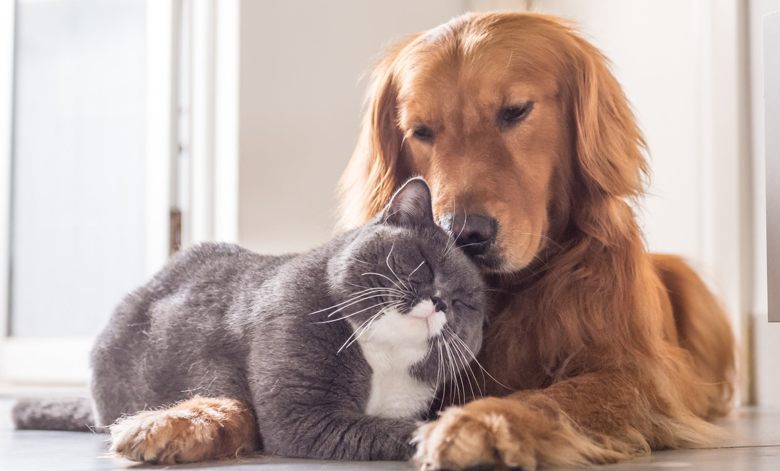 pet cat dog