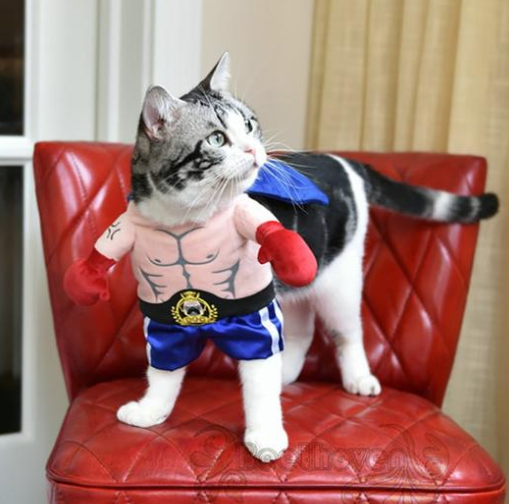 Boxer Pet Costume