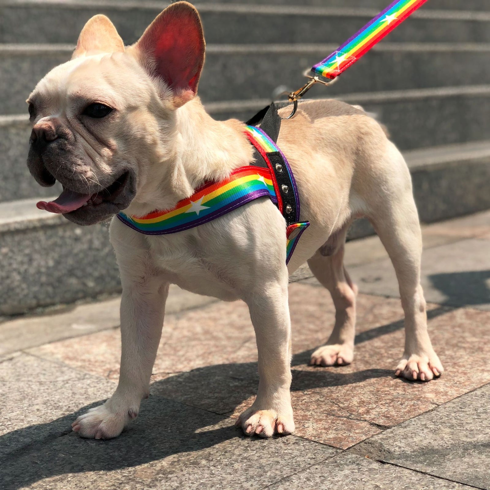 Rainbow Harness Dog Lead