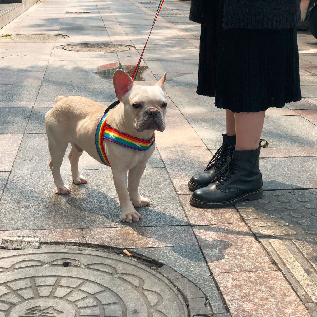 Rainbow Harness Dog Lead