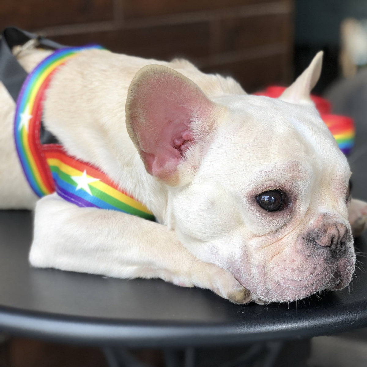 Rainbow Harness Dog Lead
