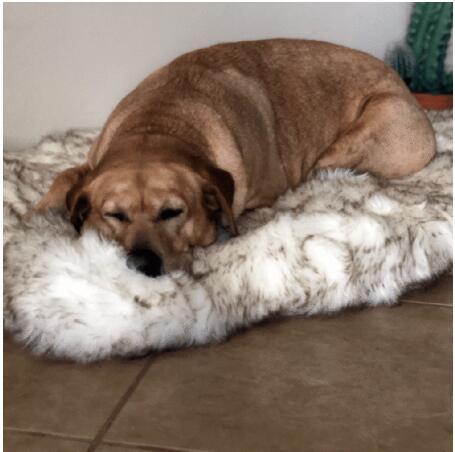 Dog Warm Pad