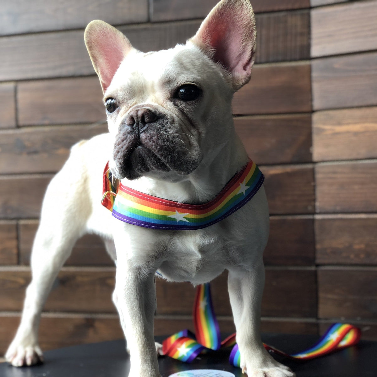 Rainbow Harness Dog Lead