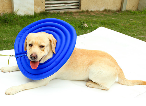 Comfortable Pet Protective Cover