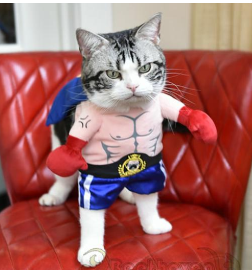 Boxer Pet Costume
