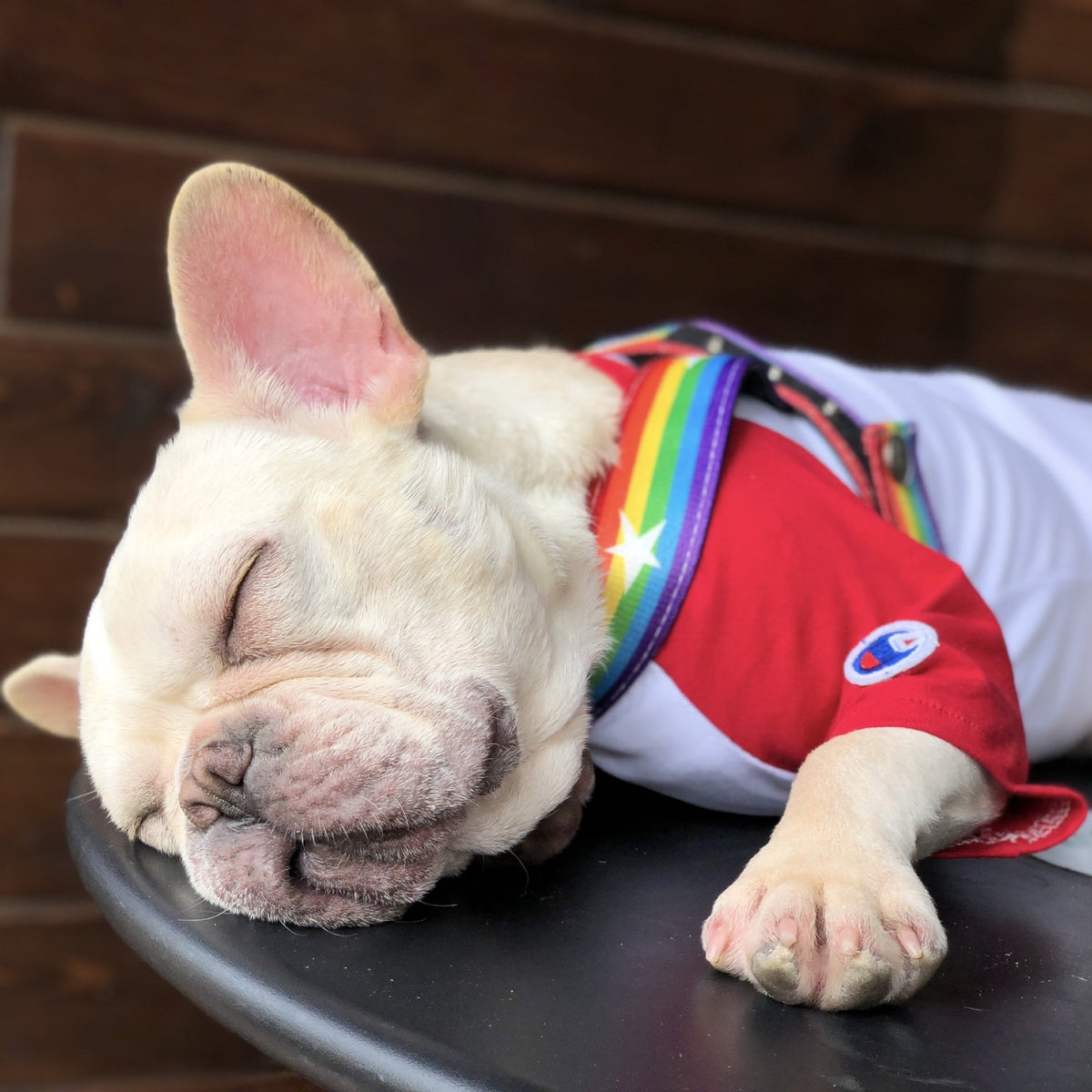 Rainbow Harness Dog Lead