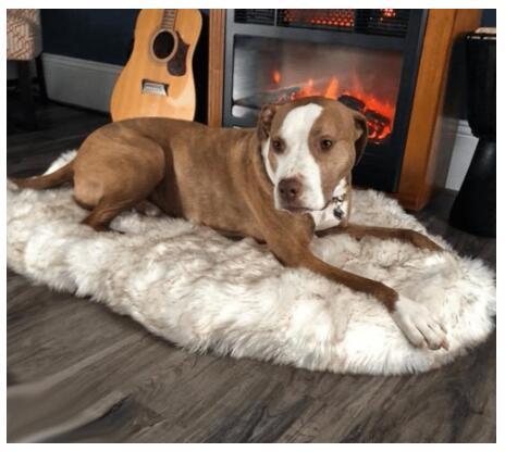 Dog Warm Pad