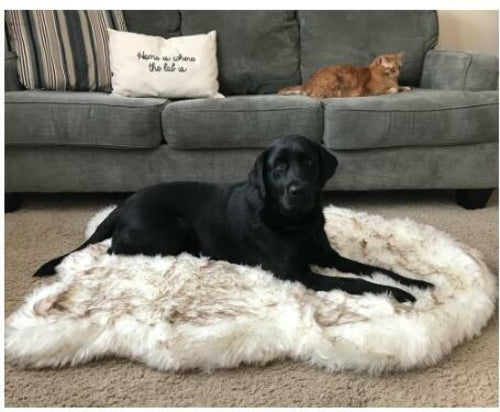 Dog Warm Pad