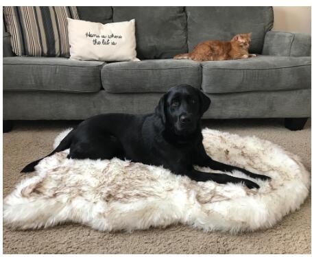Dog Warm Pad